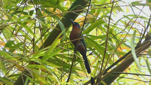 Trinidad Motmot - ML636830141