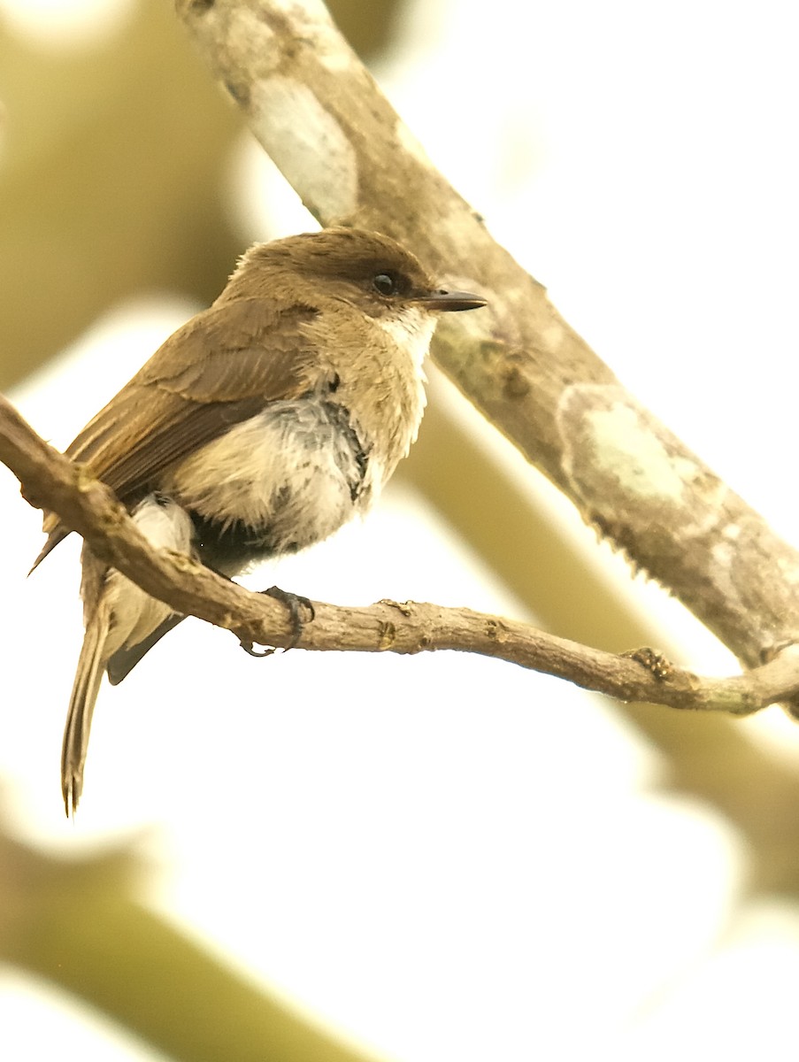 Swamp Flycatcher - ML636830175