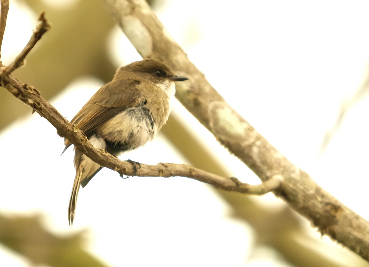 Swamp Flycatcher - ML636830176