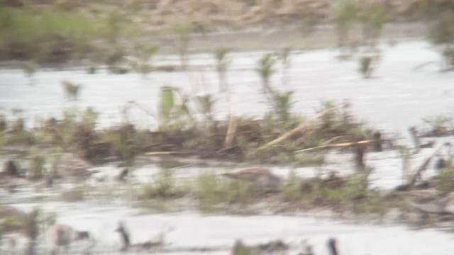 White-rumped Sandpiper - ML636830216