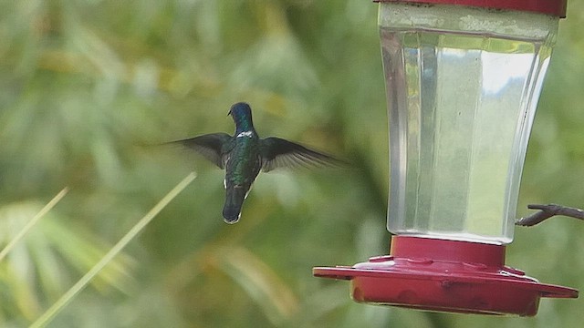 White-necked Jacobin - ML636830244