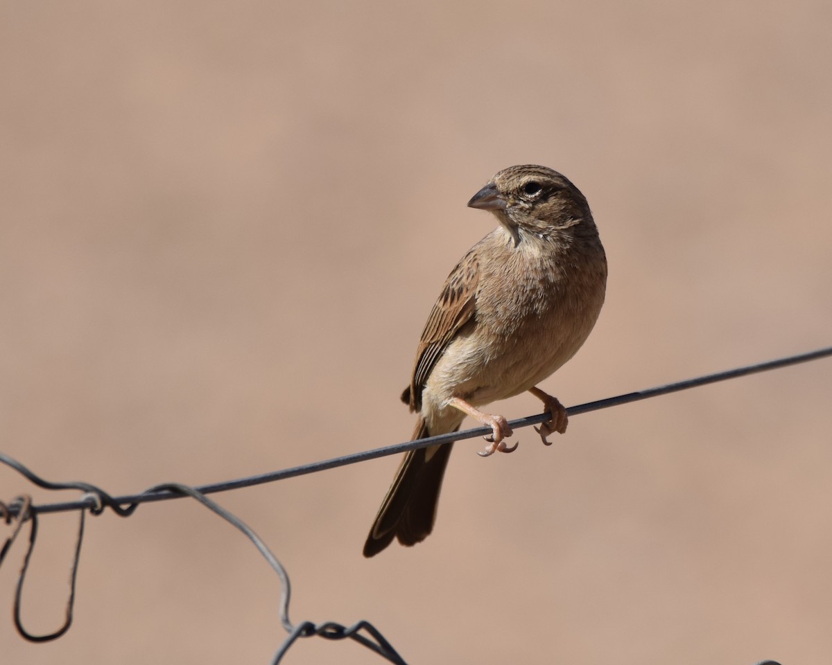 Lark-like Bunting - ML636830264