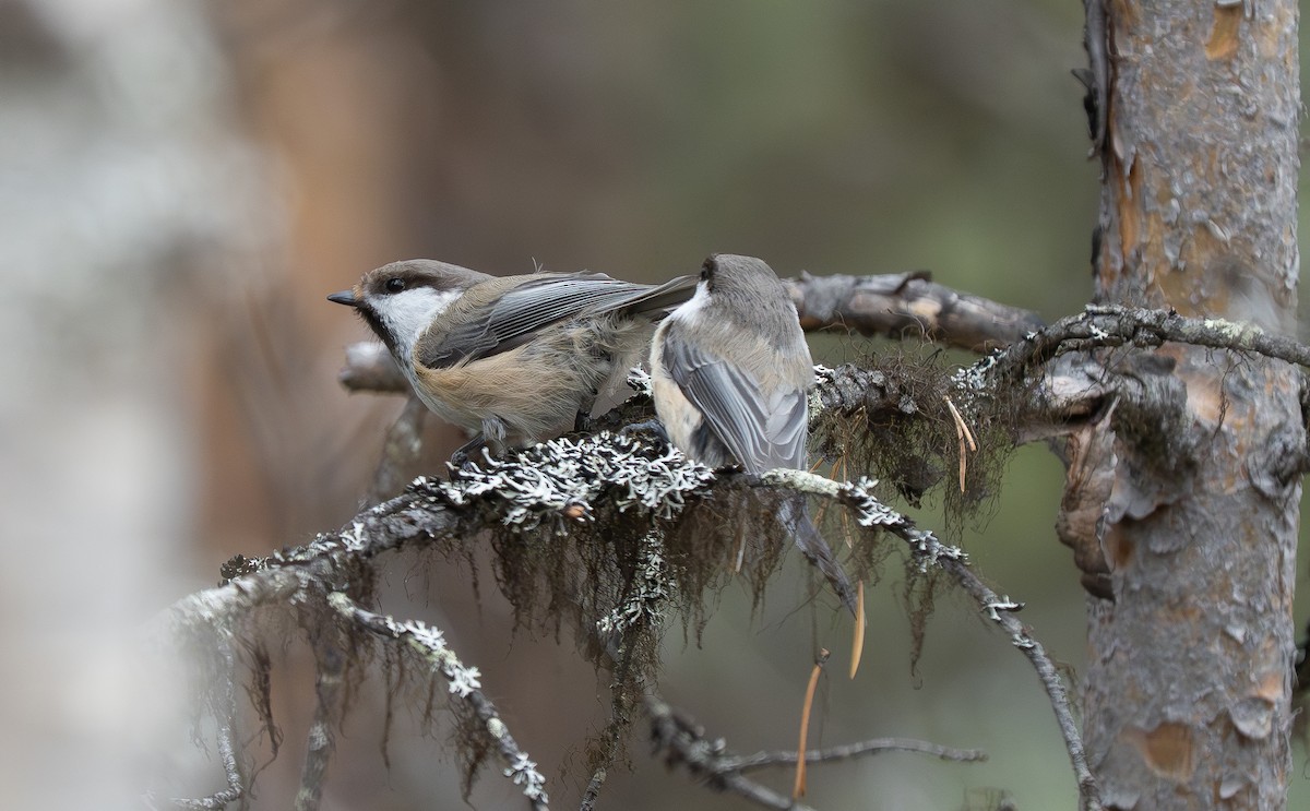 Gray-headed Chickadee - ML636830295