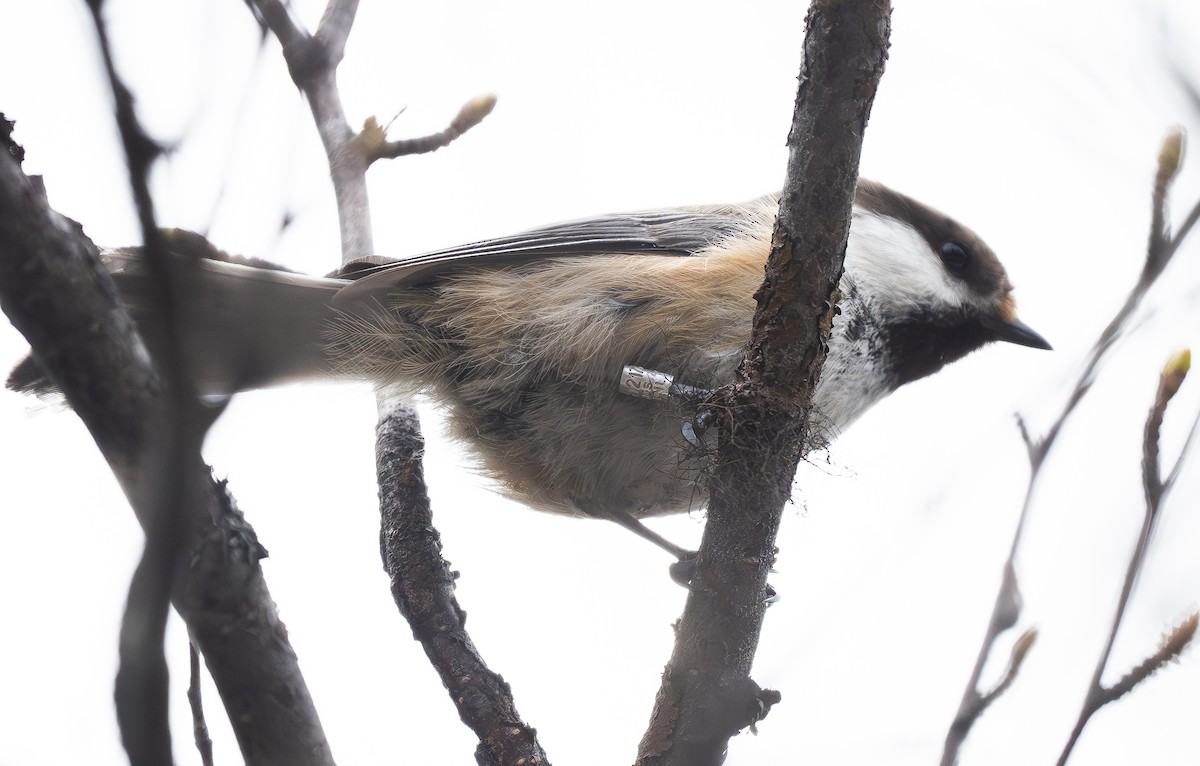 Gray-headed Chickadee - ML636830296