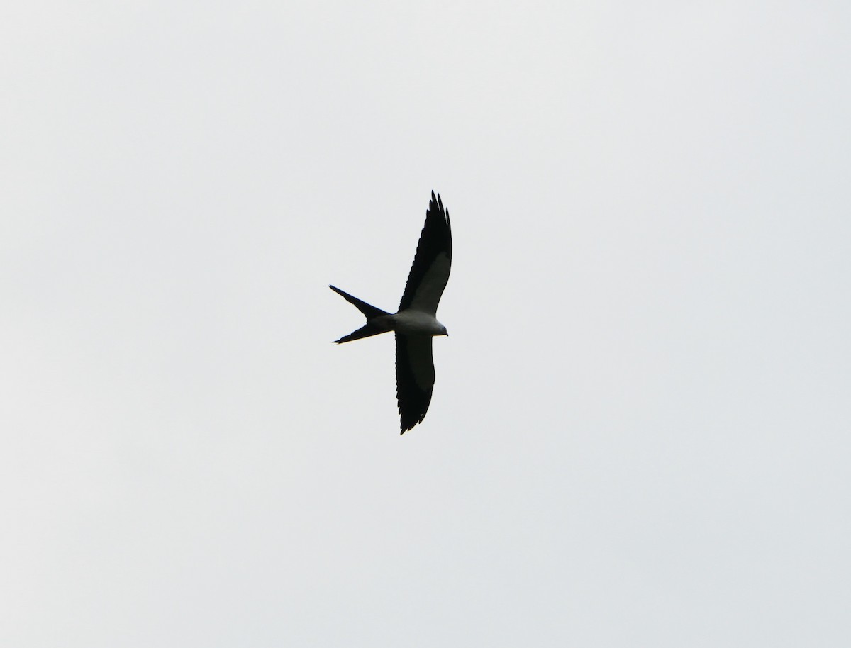 Kırlangıç Kuyruklu Çaylak - ML636830315