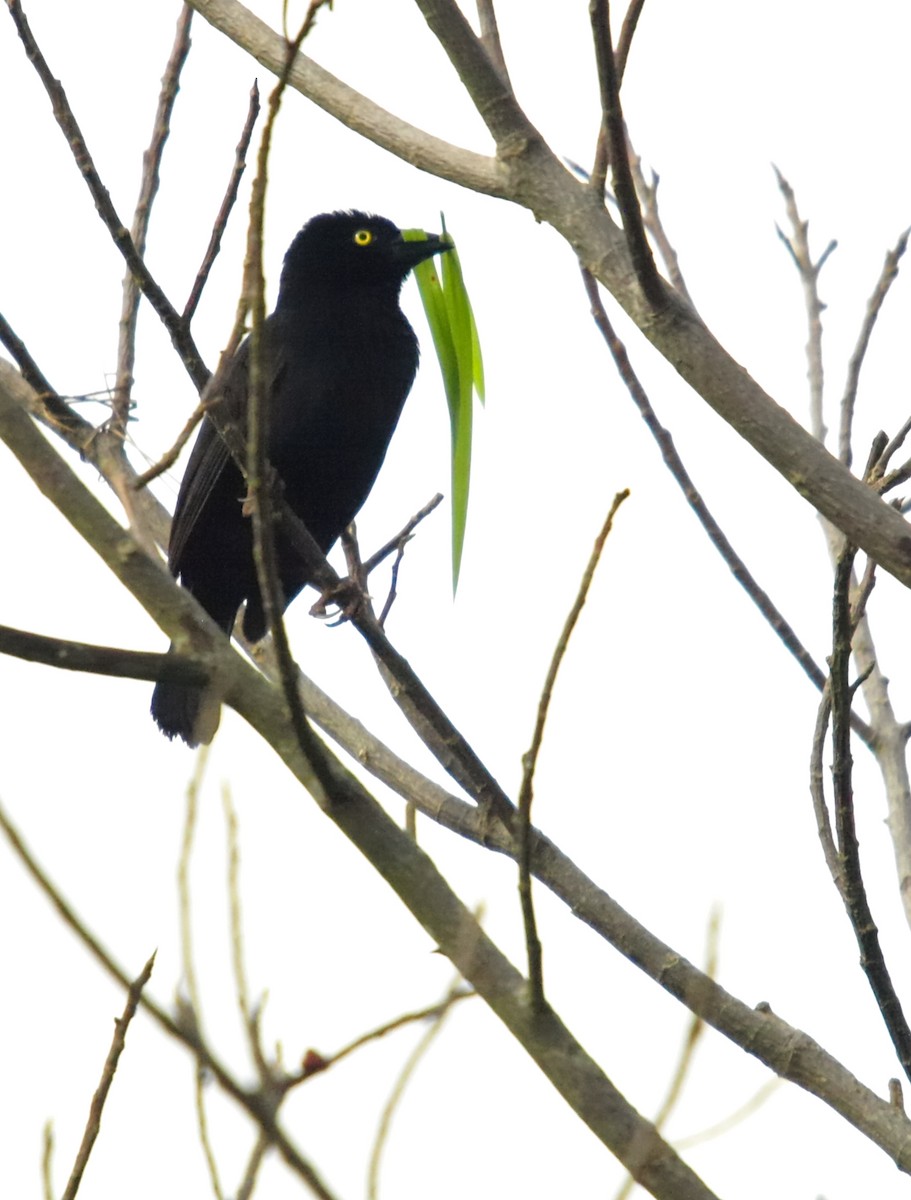 Vieillot's Black Weaver - ML636830327