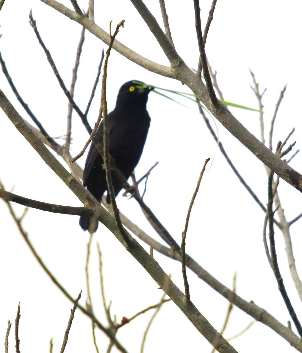 Vieillot's Black Weaver - ML636830328