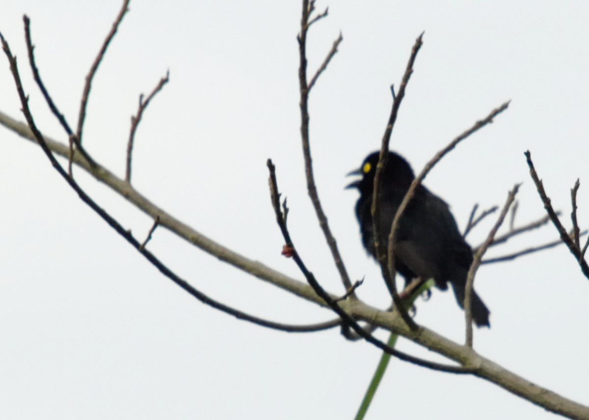 Vieillot's Black Weaver - ML636830329