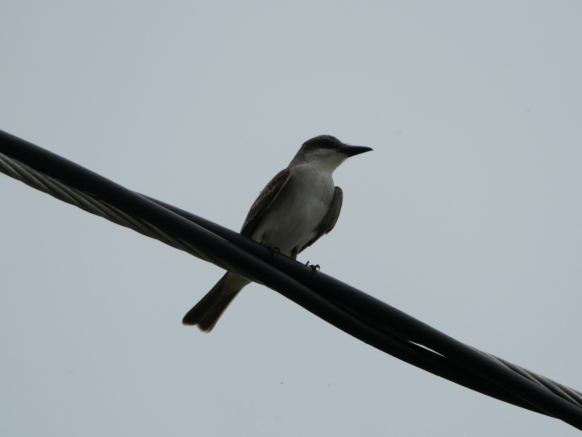 Gray Kingbird - ML636830342
