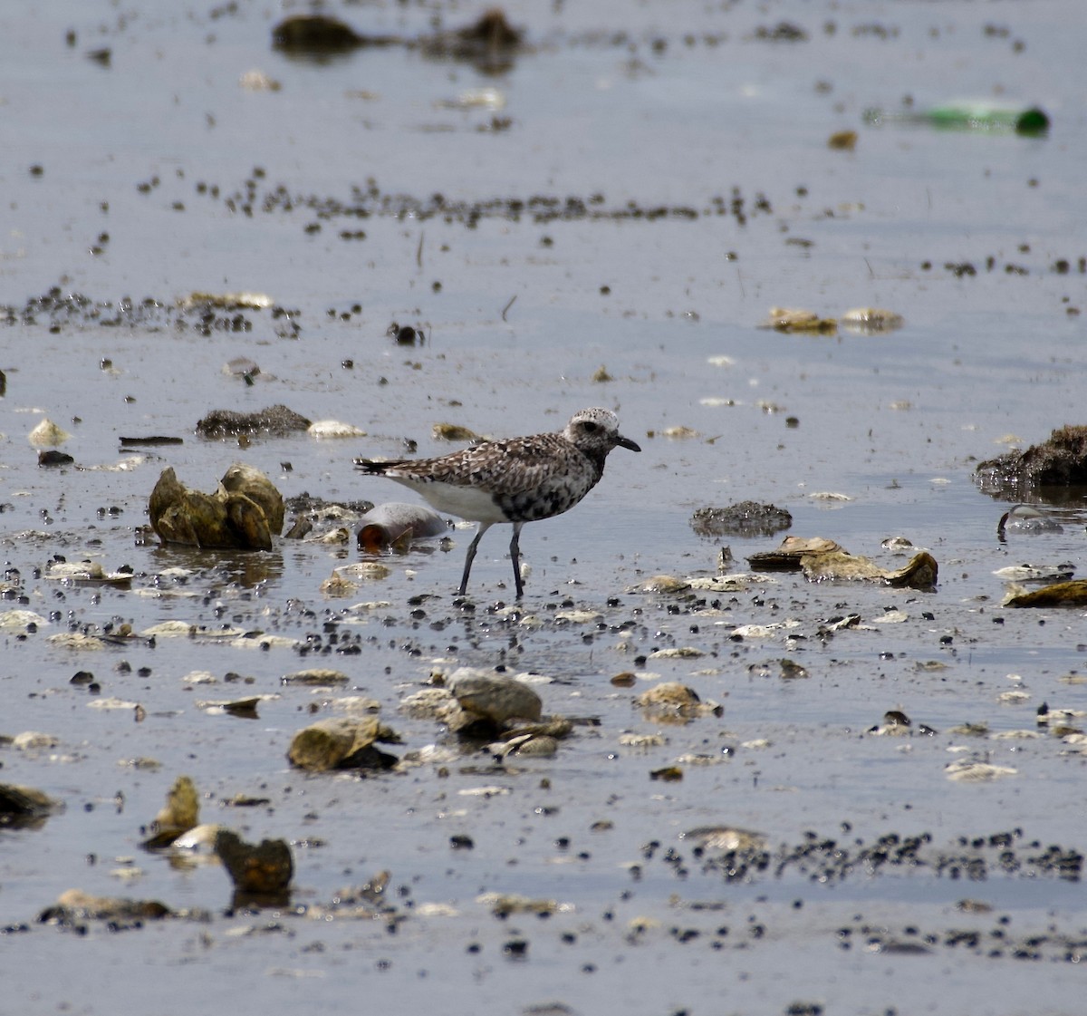 灰斑鴴 - ML636830354