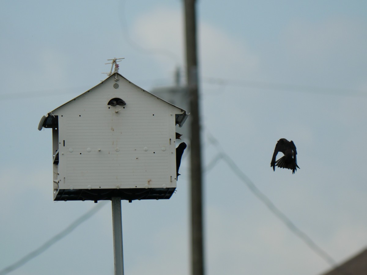 Purple Martin - ML636830357