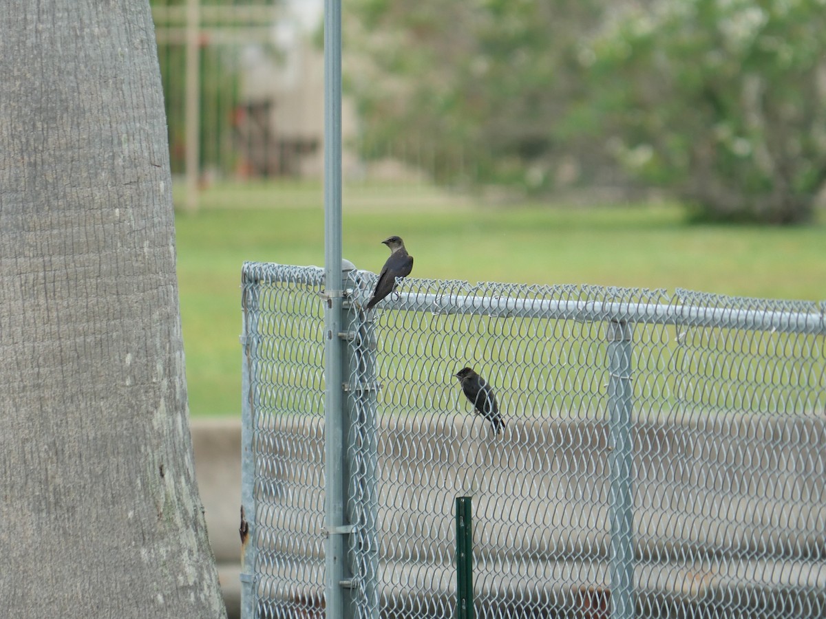 Purple Martin - ML636830362
