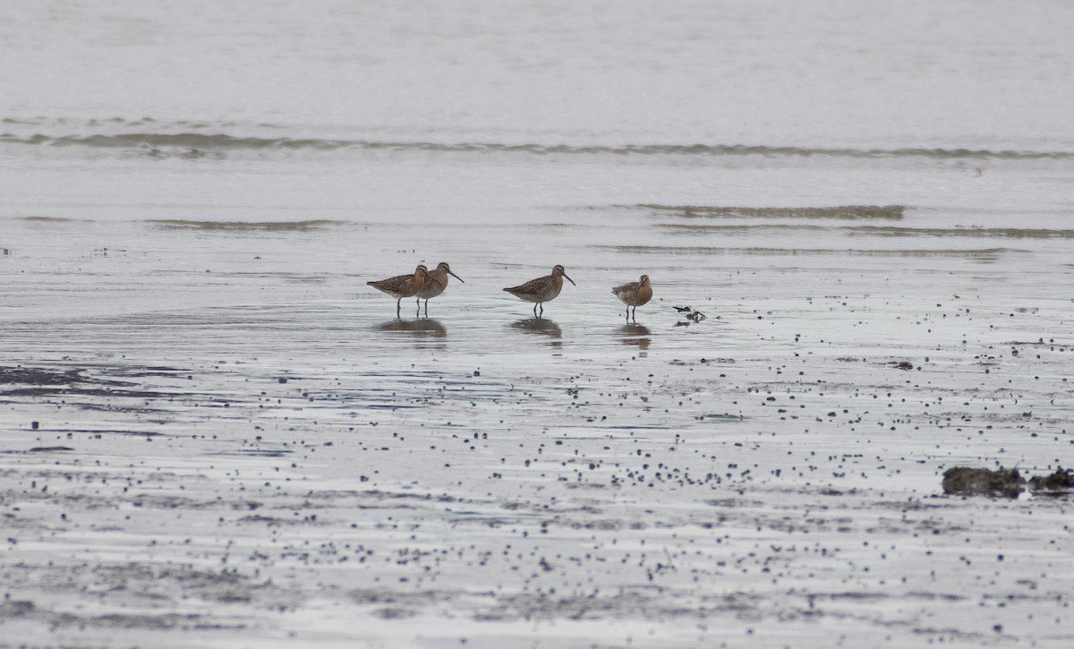 短嘴半蹼鷸 - ML636830363