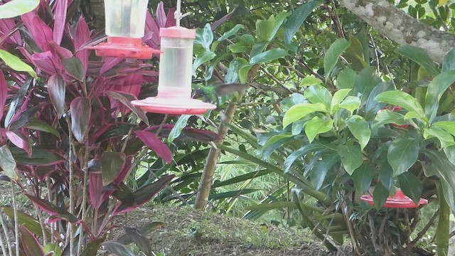 White-tailed Sabrewing - ML636830398