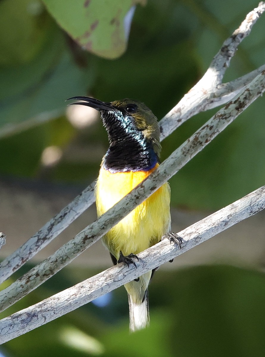 Palawan Sunbird - ML636830410