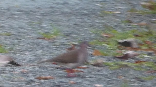 White-tipped Dove - ML636830411