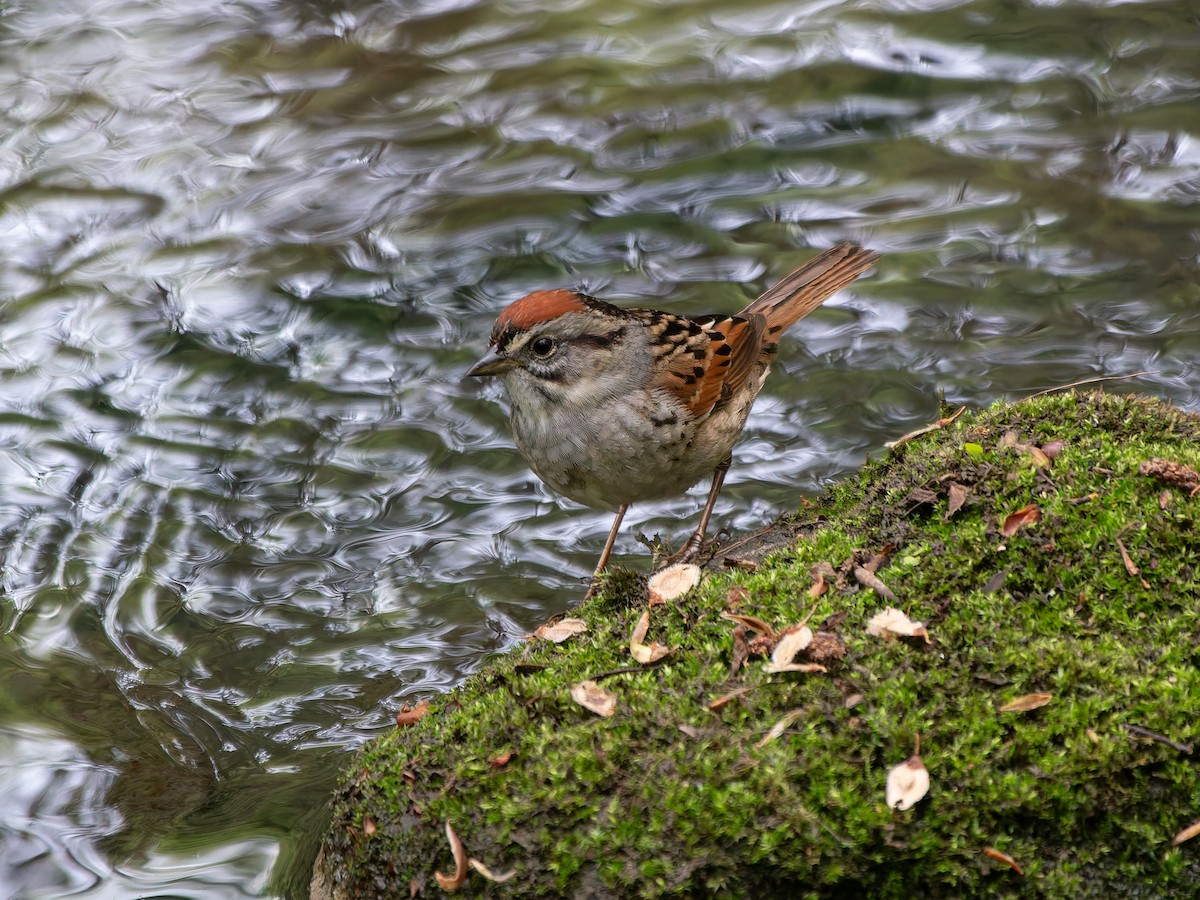 Swamp Sparrow - ML636830419