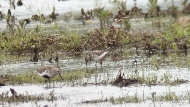White-rumped Sandpiper - ML636830464