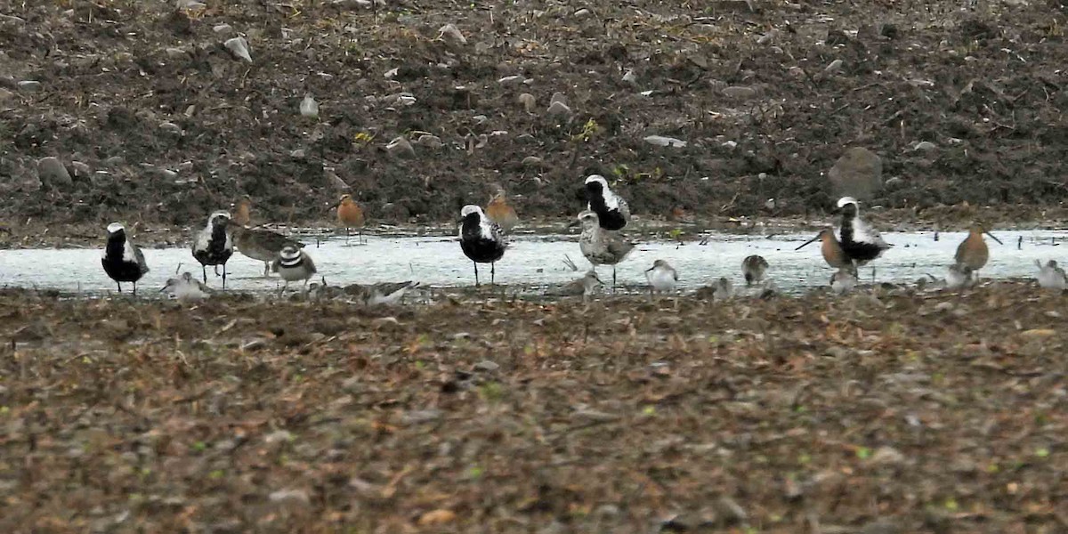 Буурал сүвээ цагаан - ML636830547