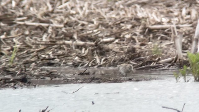 White-rumped Sandpiper - ML636830690
