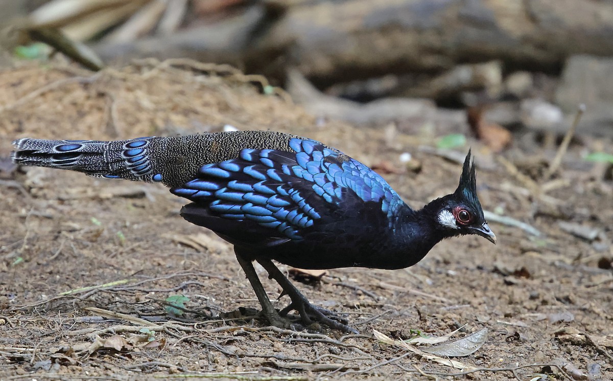 Palawan Peacock-Pheasant - ML636830724