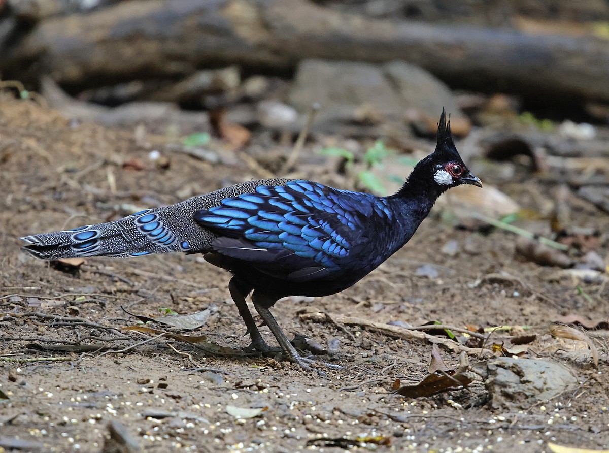 Palawan Peacock-Pheasant - ML636830725