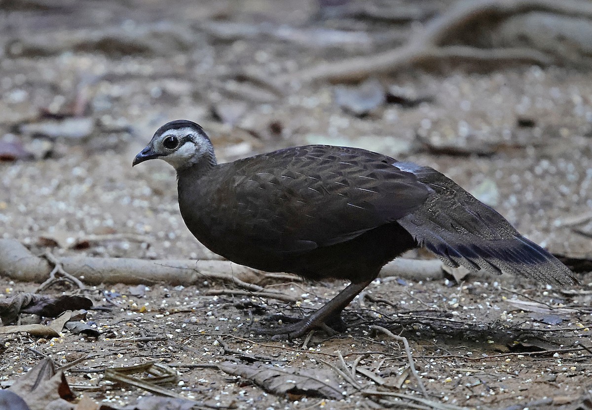 Palawan Peacock-Pheasant - ML636830726