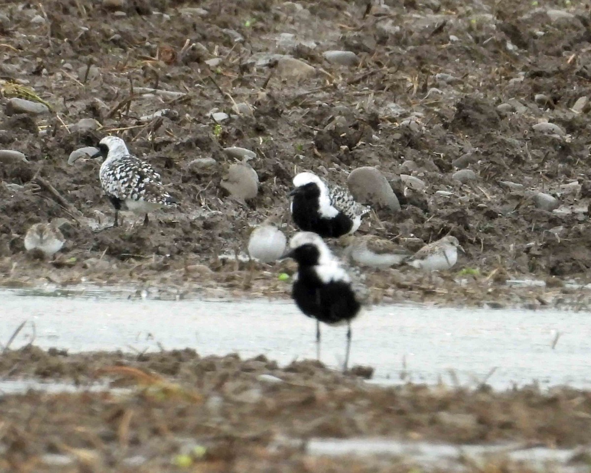 Буурал сүвээ цагаан - ML636830760