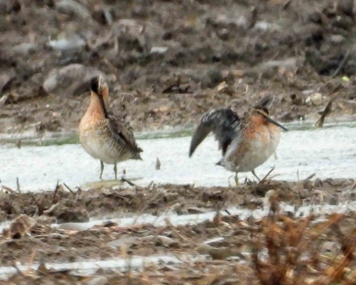 Short-billed Dowitcher - ML636830770