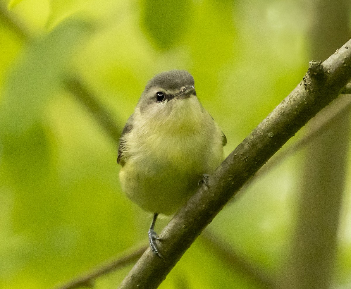 Philadelphia Vireo - ML636830774