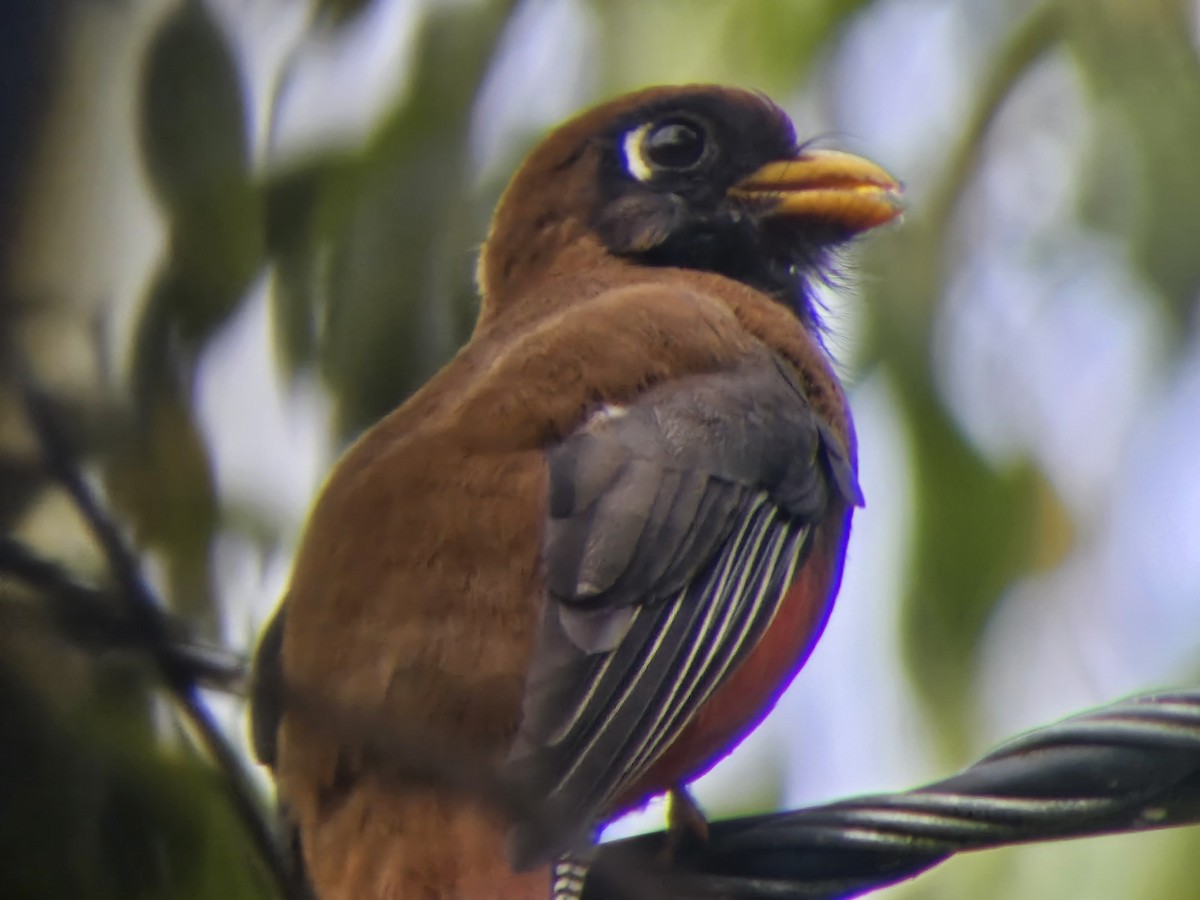 Masked Trogon - ML636830845