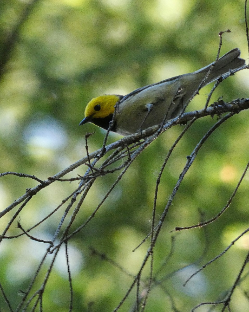 Hermit Warbler - ML636830972