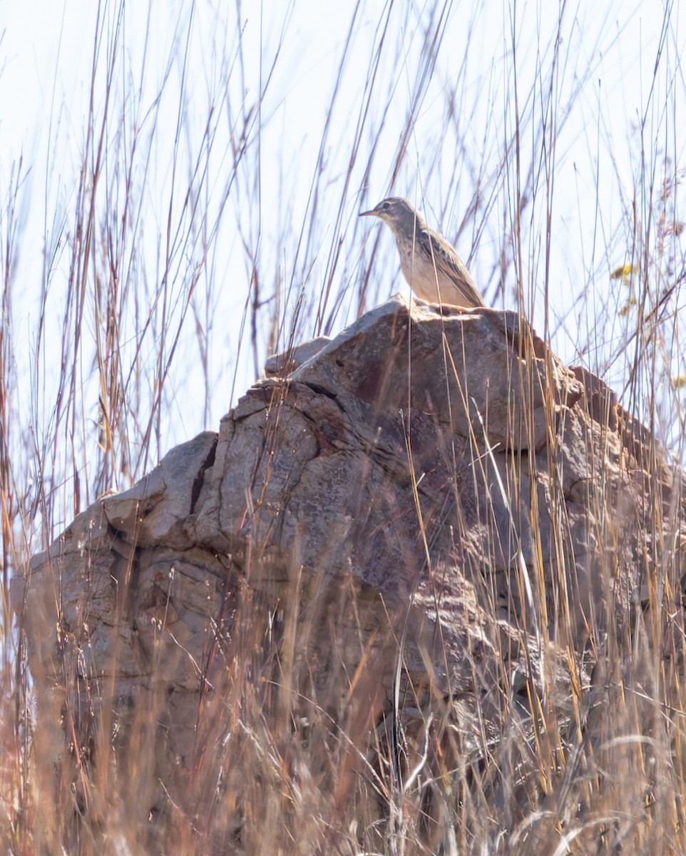 Nicholson's Pipit - ML636830999