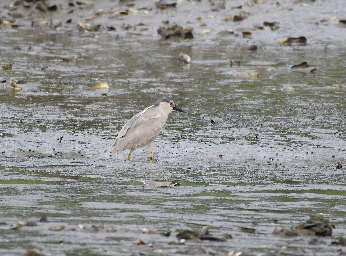 夜鷺 - ML636831121