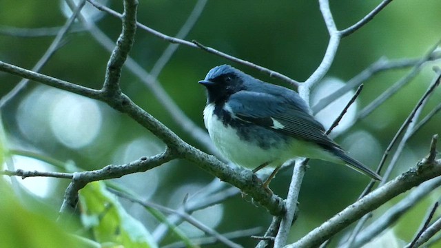 Black-throated Blue Warbler - ML636831194