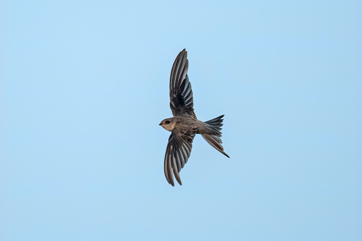 アジアヤシアマツバメ - ML636831215