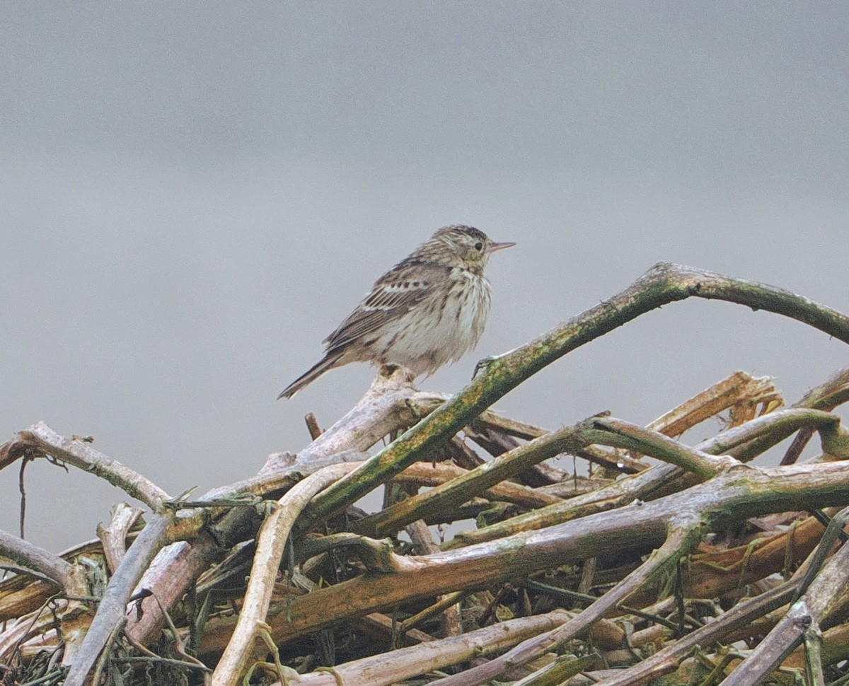 Peruvian Pipit - ML636831299