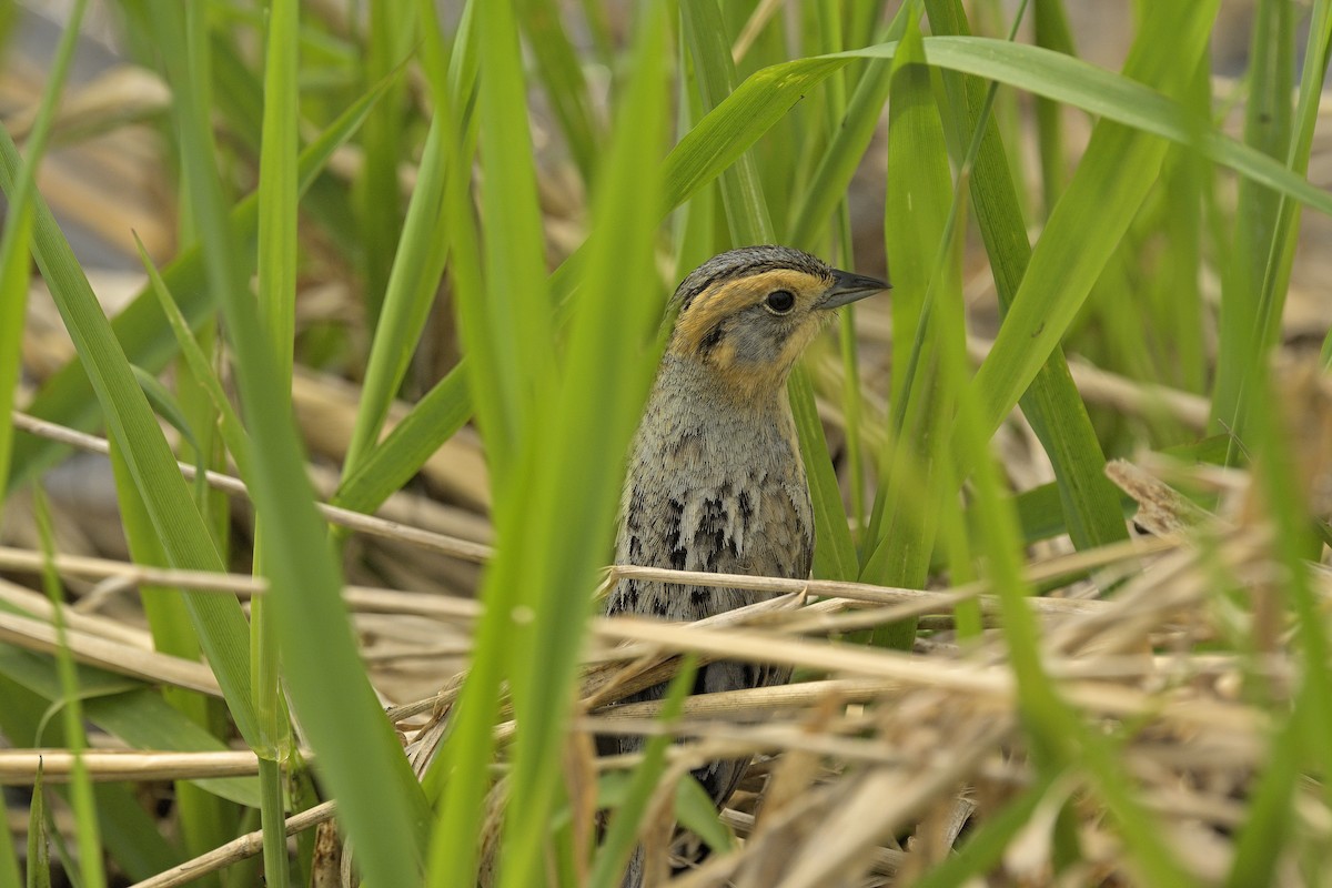 Nelson's Sparrow - ML636831304