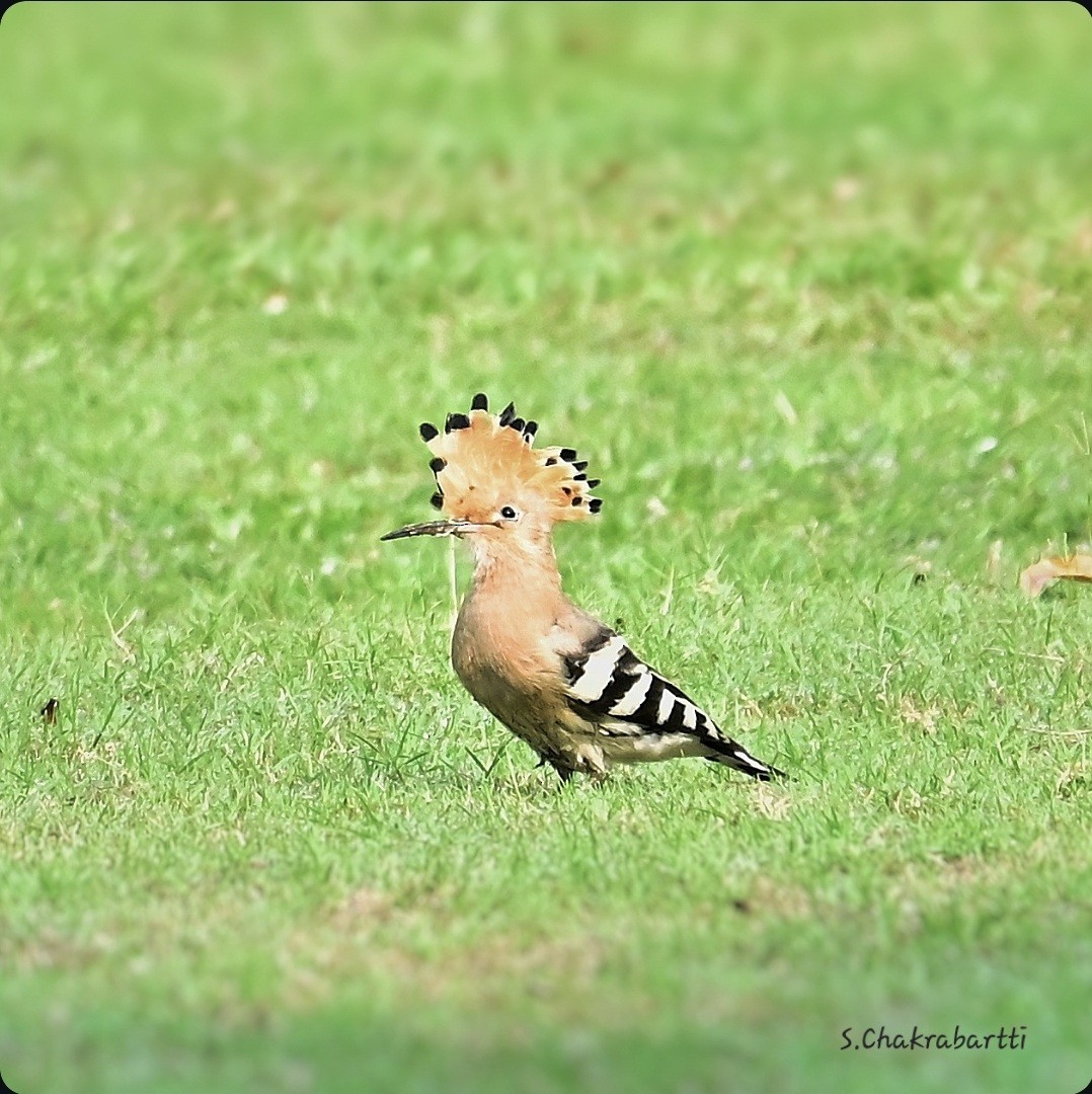 Eurasian Hoopoe - ML636831375
