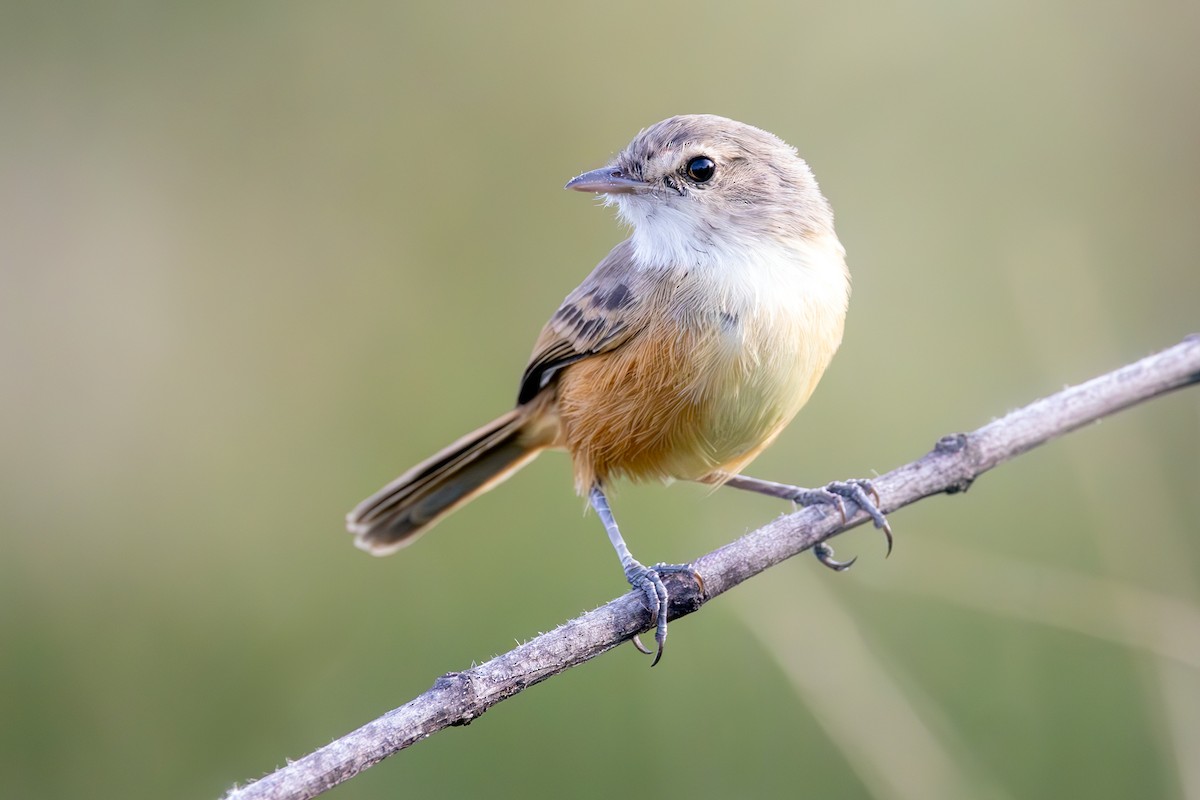 Rufous-sided Scrub-Tyrant - ML636831379