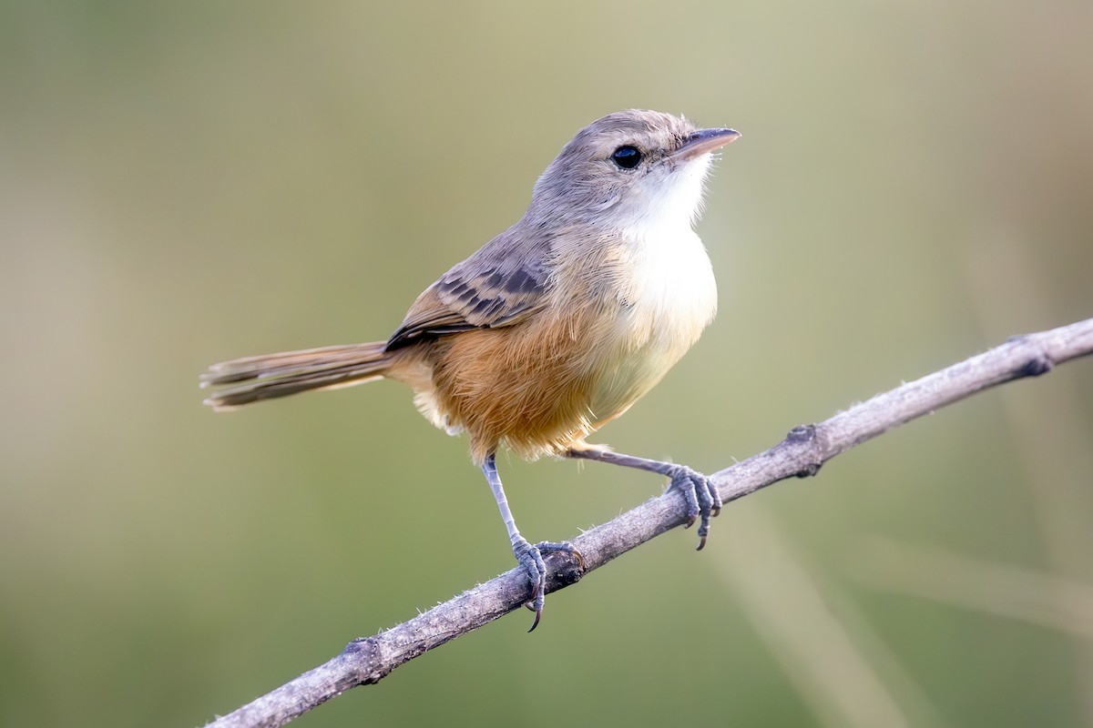 Rufous-sided Scrub-Tyrant - ML636831380