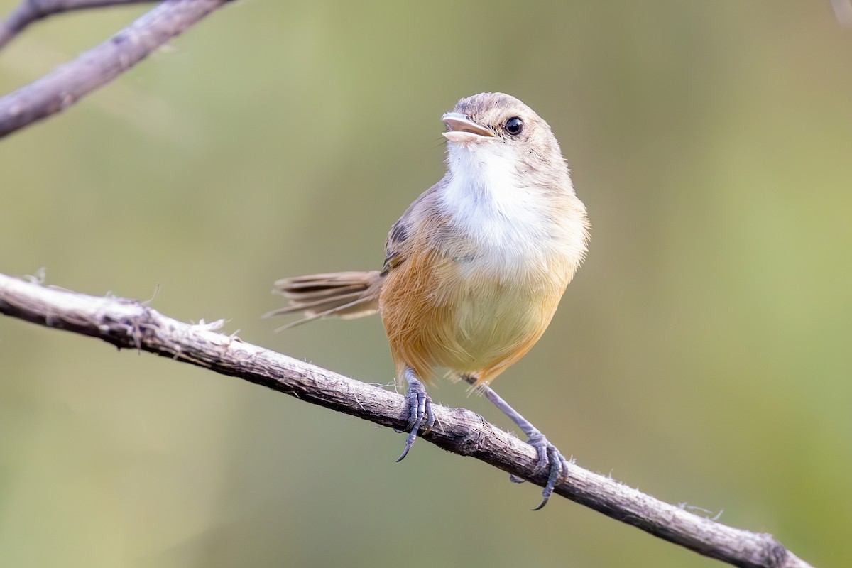 Rufous-sided Scrub-Tyrant - ML636831381