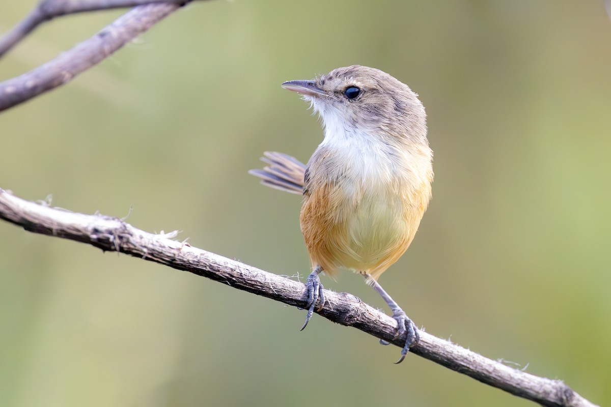 Rufous-sided Scrub-Tyrant - ML636831382