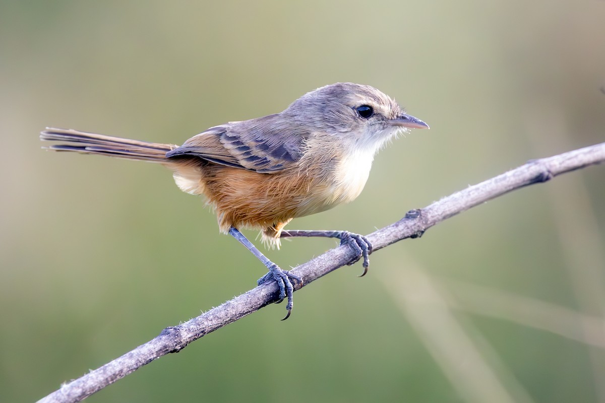 Rufous-sided Scrub-Tyrant - ML636831386