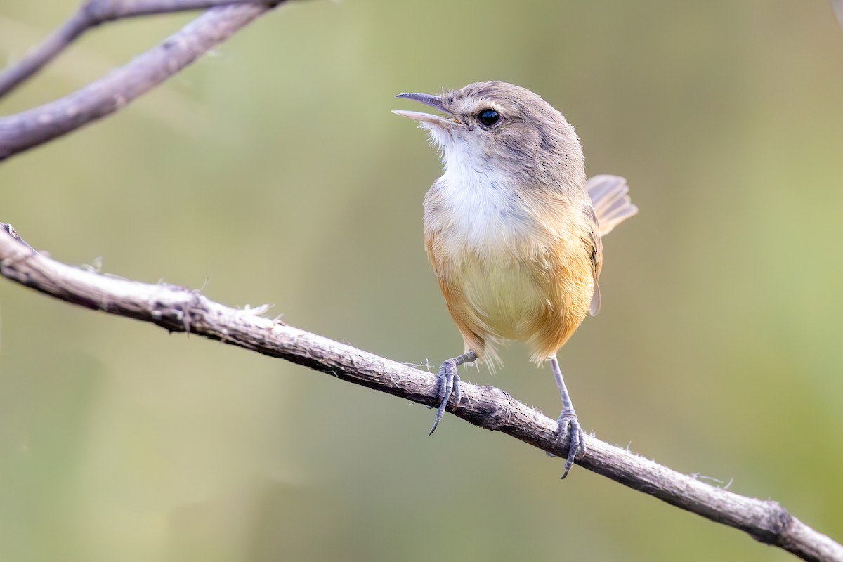 Rufous-sided Scrub-Tyrant - ML636831389