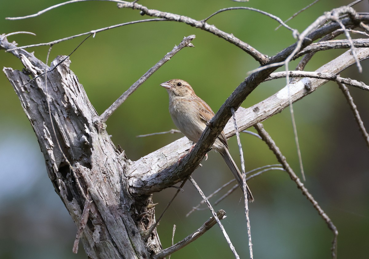 Bachman's Sparrow - ML636831474