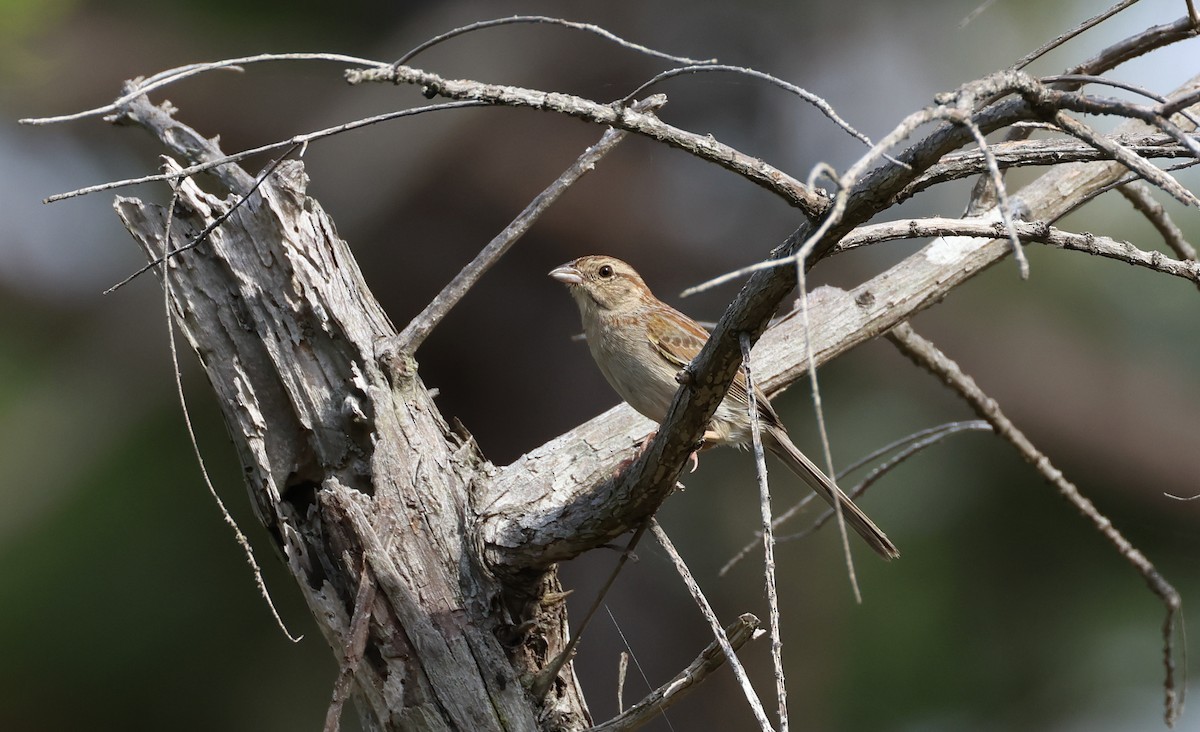 Bachman's Sparrow - ML636831476