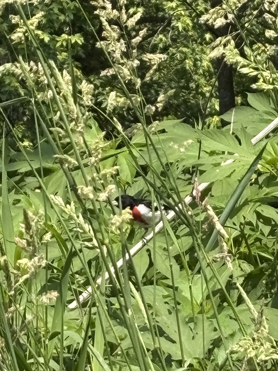 Rose-breasted Grosbeak - ML636831502