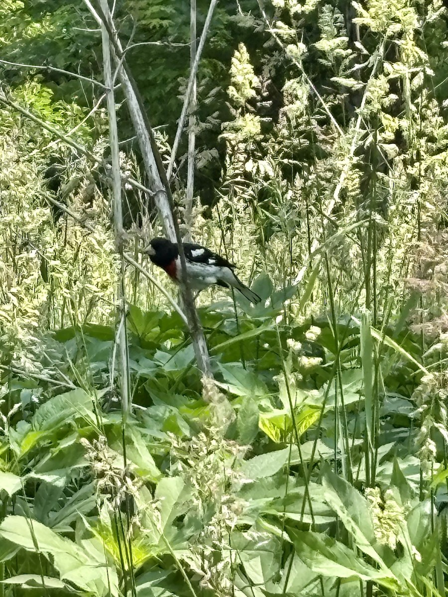 Rose-breasted Grosbeak - ML636831503
