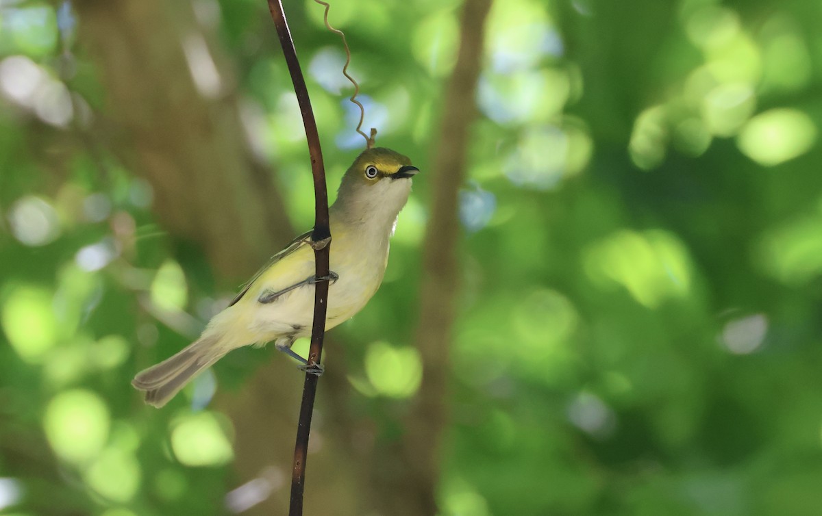 White-eyed Vireo - ML636831521